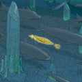 Cristal Sea